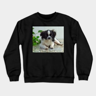 cute puppy Crewneck Sweatshirt